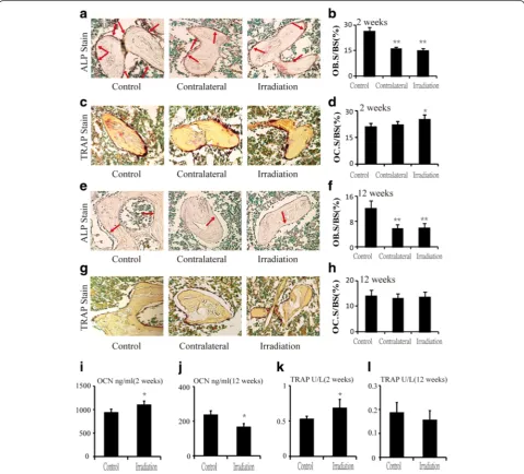 Fig. 3 Effects of in vivo radiation exposure to single bone on (a) ALP-stained sections and (b) OB.S/BS at 2 weeks