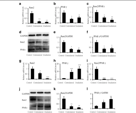 Fig. 4 The relative mRNA and protein of BMSCs at 2 and 12 weeks after irradiation. The mRNA expression of (a) Runx2, (b) PPAR γ, and (c) theratio of Runx2/PPAR γ at 2 weeks