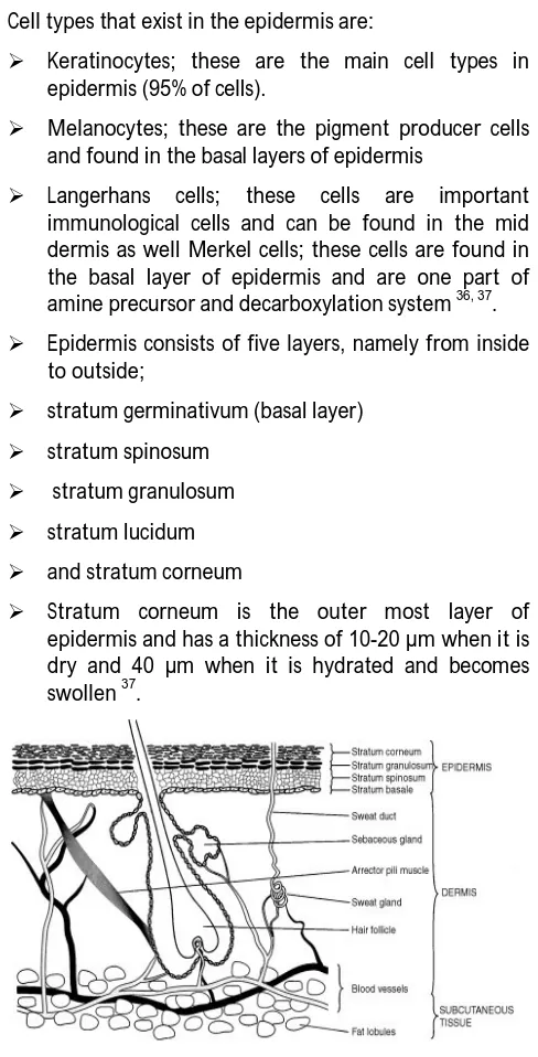 Figure 6: Layers of epidermis 39 