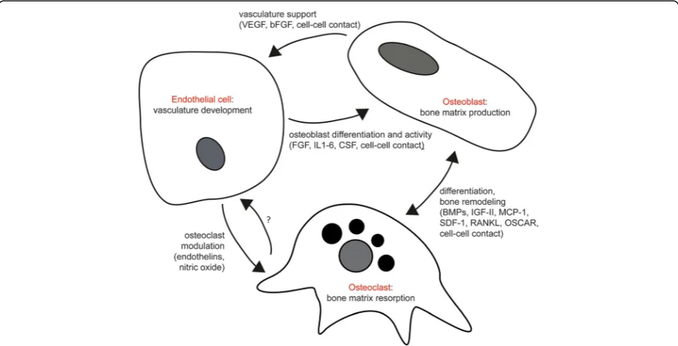 Fig. 4 Primary cellular interactions between ECs, osteoblasts, and osteoclasts in production of vascularized bone