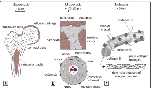 Fig. 1 Hierarchic structure of bone and bone tissue from macroscopic (a) to microscopic (b) to molecular (c) levels