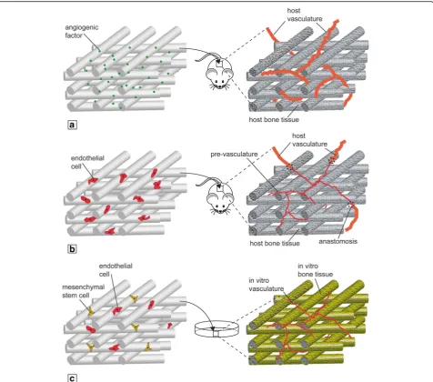 Fig. 2 Vascularization strategies for engineered bone constructs.ECs in-vivo. a Scaffold loading with proangiogenic factors in-vivo