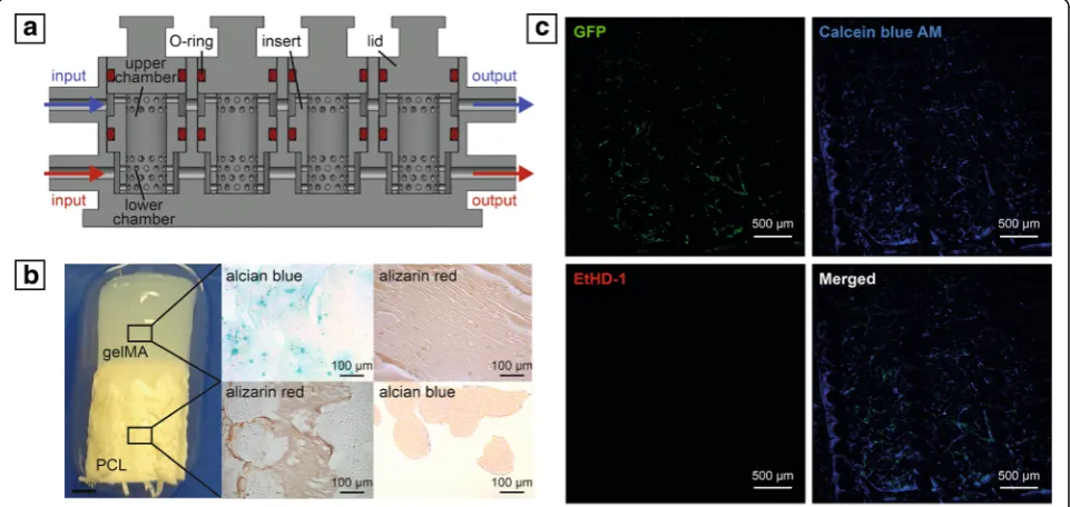 Fig. 3 aof capillary-like network formed by HUVECs in bone compartment (GFP, green = HUVEC; Calcein Blue AM, blue = live cells; EthD-1, red = dead cells).gelMA gelatin methacrylate, PCL poly( Cross-sectional bioreactor schematic