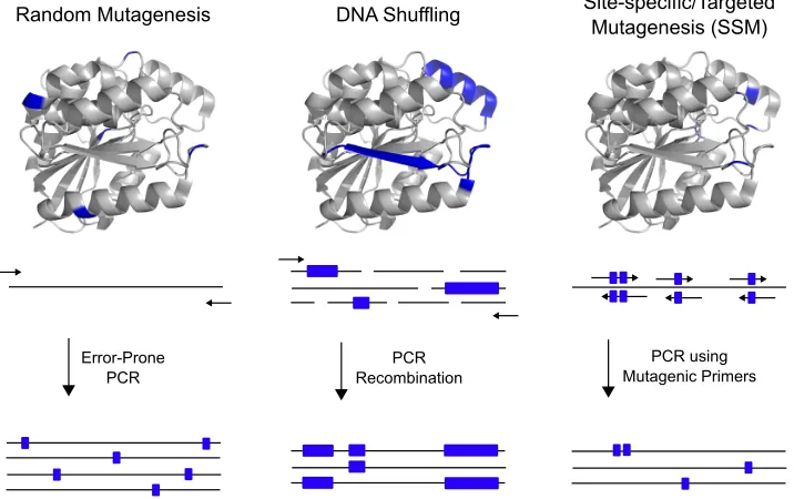 Figure 1.2 General strategy for the directed evolution of enzymes 