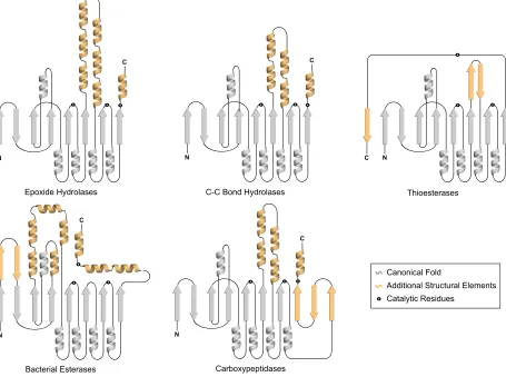 Figure 1.5 Additional secondary structural elements exhibited by !/" hydrolase fold enzymes 