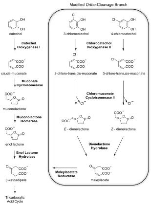 Figure 1.6 The ortho-cleavage and modified ortho-cleavage catechol branches of the ,-ketoadipate pathway 
