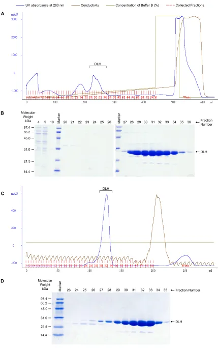 Figure 2.2 Purification of DLH C123S (A) elution profile using DEAE anion exchange and (B) corresponding SDS-PAGE of selected fractions (C) elution profile using Sephadex G75 size exclusion and (D) corresponding SDS-PAGE 
