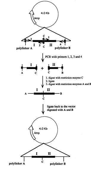 Figure 1.4. Strategy for introducing a restriction enzyme site