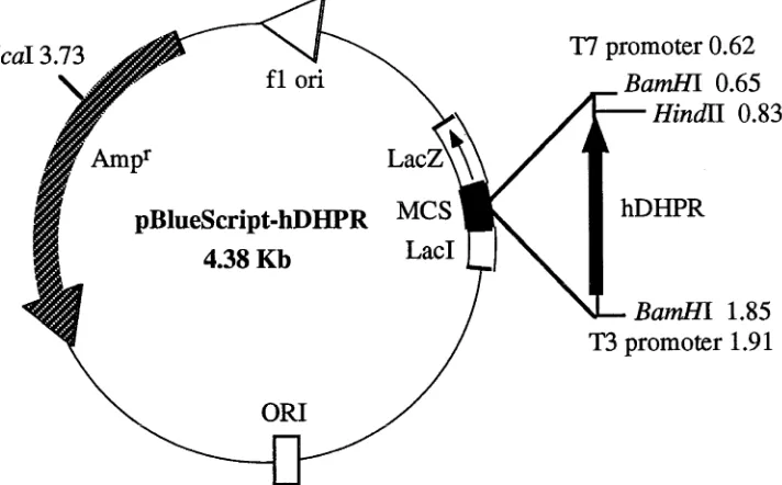 Figure 2.1. The structure of pBlueScript-hDHPR.