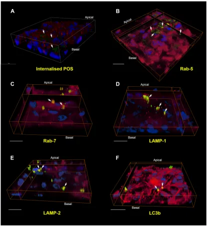Figure 3: The internalisation pathway of photoreceptor outer segment cargo in RPE 