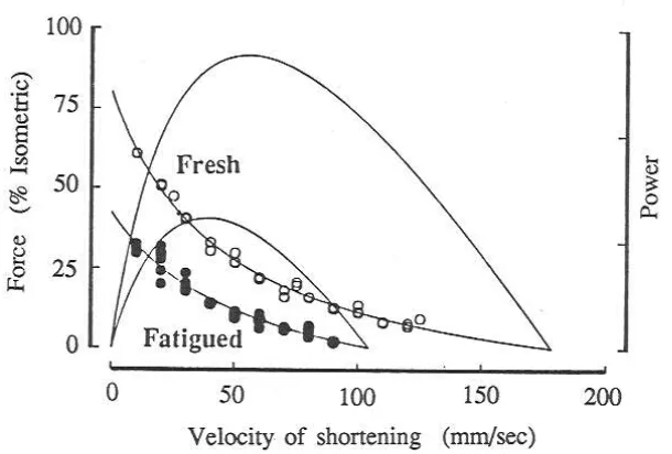 Figure 2.4 Decreased maximum force and velocity of shortening, and thus muscle 