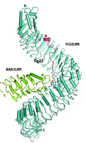 Figure 1.2 Crystal structure of the FLS2-BAK1-flg22 complex. FLS2 adopts a superhelical structure