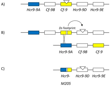 Figure 1.5 Hcr9-M205 gene was generated by a complex transposon-induced 