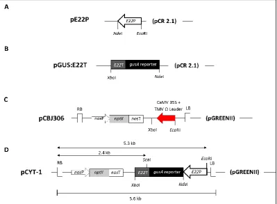 Figure 3.1 Diagrammatic representation of the intermediate plasmids involved in the generation of the pCYT-1 binary vector containing an E22 promoter (E22P): gusA reporter: E22 terminator (E22T) cassette