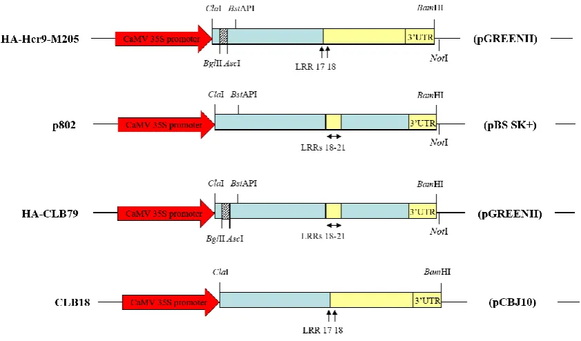 Figure 3.2 Constructs used for induction of the E22: gusA reporter. Plasmid HA-