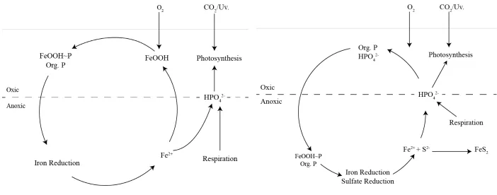 Figure 2-7: Iron, Phosphorus and Sulfur cycles (modified from Hupfer (2008)). 