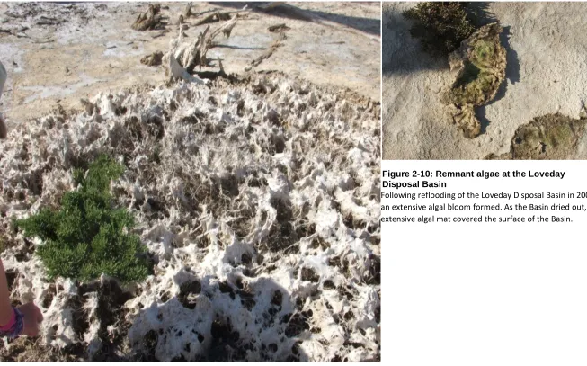 Figure 2-10: Remnant algae at the Loveday Disposal Basin 