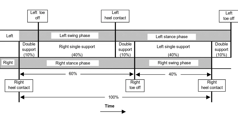 Figure 2.7: Contribution of the right and left legs to one gait cycle 