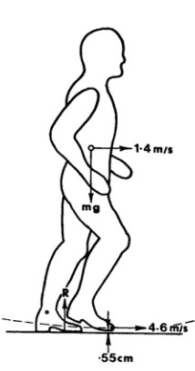 Figure 2.11:  Minimum Toe Clearance (adapted from Winter, 1991). 