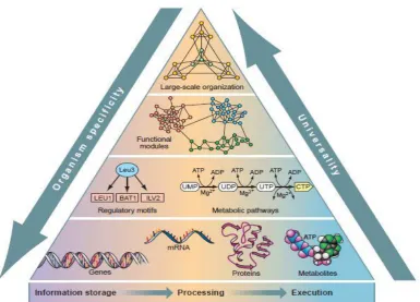 Fig. 2 -  Representation of Cell as a Real-Life Complex Network  