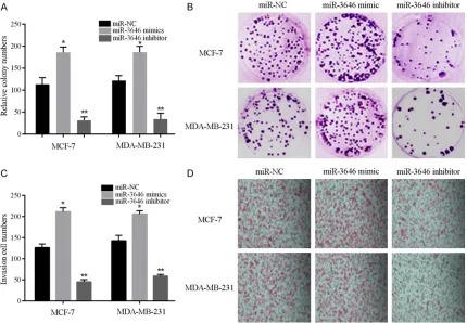 Figure 3. Colony formation and invasion assays indicated that miR-3646 promotes breast cancer cells proliferation and invasion