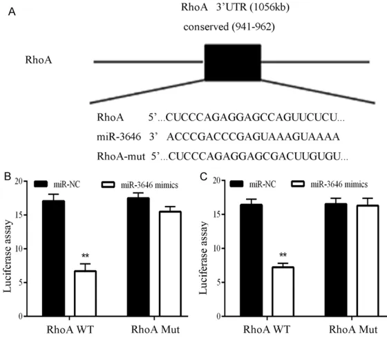 Figure 6. RhoA 3’UTR is a potential miR-3646 target gene. A. Sequence alignment of miR-3646 and the RhoA 3’-UTR, which contains one predicted miR-3646-biding site