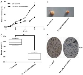 Figure 7. Inhibition of miR-3646 suppressed the growth of breast cancer cells in vivo