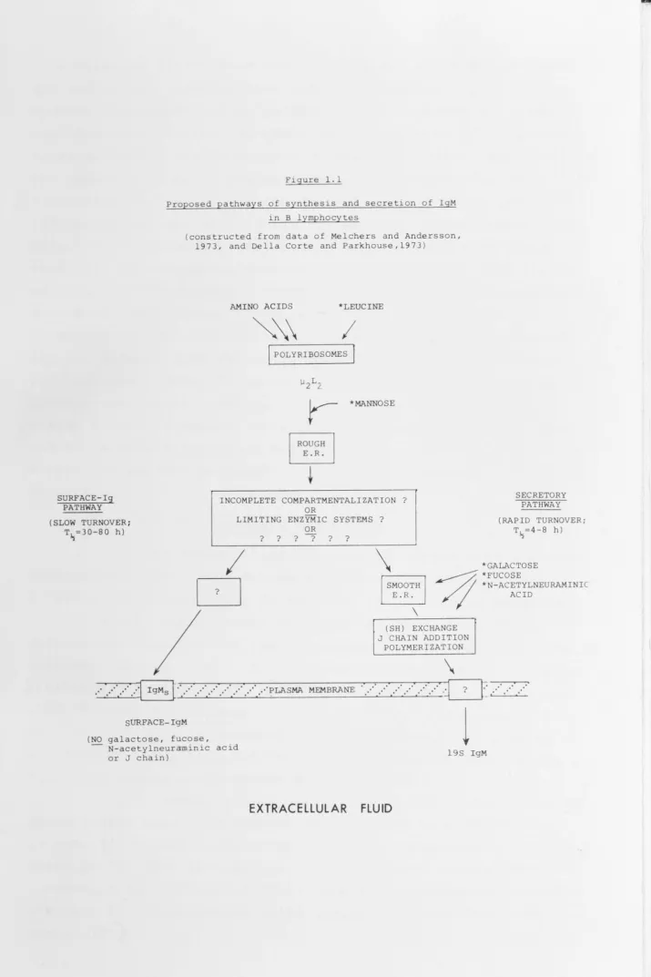 Figure 1.1 Proposed pathways of synthesis and secretion of IgM 