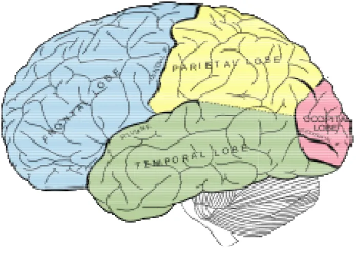 Figure 1. Human brain 