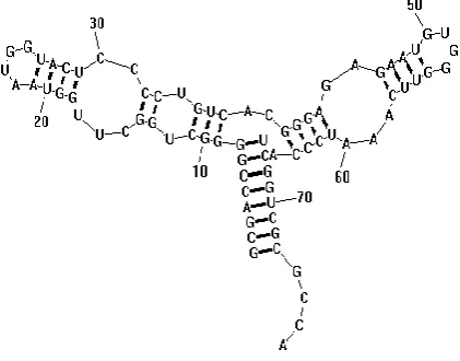 Figure  1 Secondary Structure for RNA Strand 