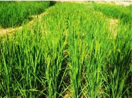 Figure 1. Rice crop at panicle initiation stage.                       