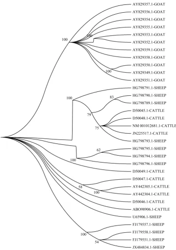 Figure 4. Phylogenetic relationships of caprine, ovine, and bovine DQA2 consensus nucleotide se-quences using UPGMA