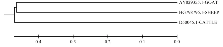 Figure 5. Phylogenetic relationships of caprine, ovine, and bovine DQA2 consensus amino acid se-quences using UPGMA