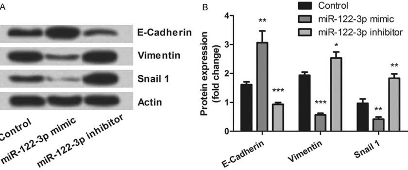 Figure 4. PTEN/PI3K/AKT pathway was involved in the effects of miR-122-3p on MDA-MB-231 cells apoptosis