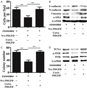 Figure 4. Neutralizing antibody against PDGFD greatly alleviated MSC-ex-some-induced lung tumor progression in vitro