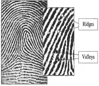 Figure (1) Ridges and valleys on fingerprint image 