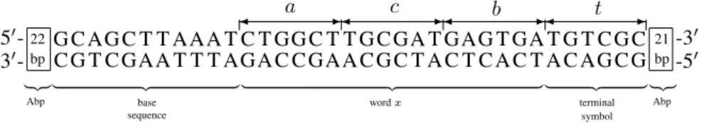 Figure 3: Input molecule containing the input word x = acb; Abp – Additional base pairs.