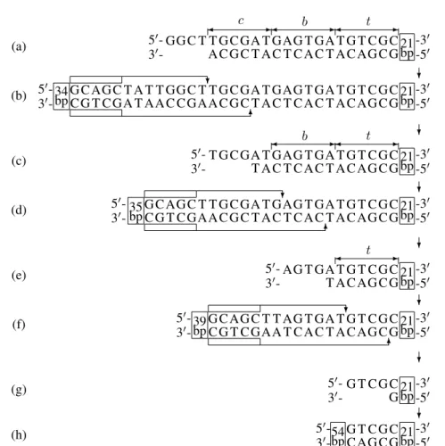 Figure 9: Control serving the reading of symbols of the word acb from the input molecule and obtaining an output molecule in the biomolecular automaton using the enzyme BbvI.