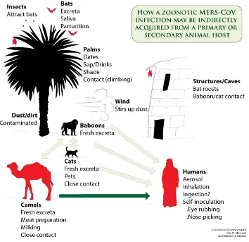 Figure 2. A speculative model of how humans, camels and bats may interact to acquire and spread MERS-CoV