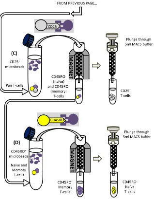 Figure 2.2. The stepwise magnetic bead-mediated isolation of distinct cell subsets from healthy donor PBMCs