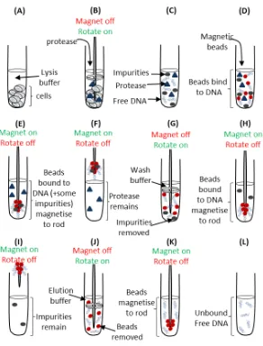 Figure 2.9. DNA isolation using the Chemagen Magnetic Separation Module (MSM1). (A) Whole blood was combined with lysis buffer, (B) protease was added (C) to free DNA from the cell, (D)DNA-binding magnetic beads were added, (E) rod is placed in the tube an