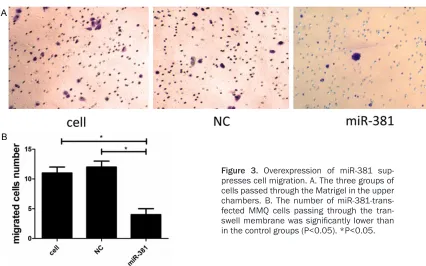 Figure 2. Overexpression of miR-381 suppresses proliferation and promoted apoptosis. A
