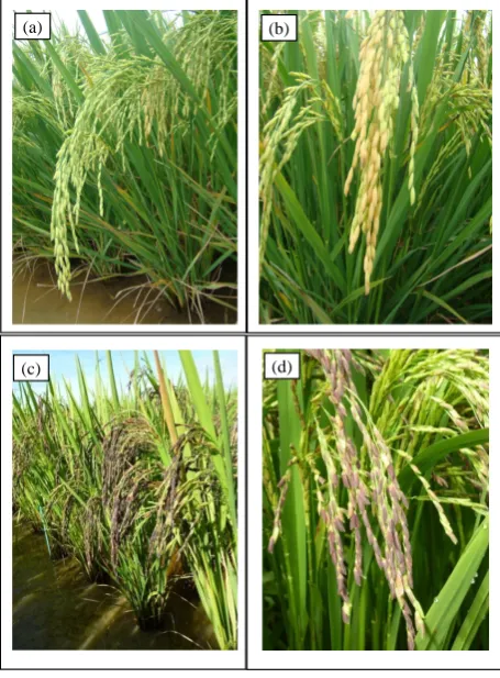 Figure 1. Morphological traits of varieties SCS119 Rubi (a) and aspect of the grain (b), and SCS120 Onix (c) with aspects of the grain (d) as observed in field