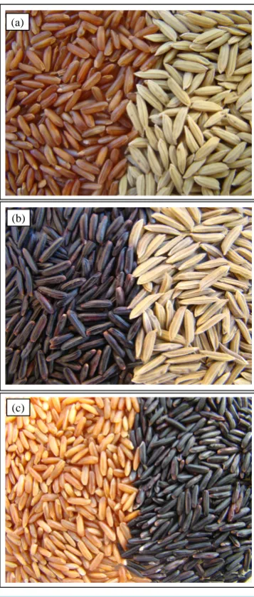 Figure 3. Morphological aspect of whole and husked grain of SCS119 Rubi (a), SCS120 Onix (b) and the contrast between the two varieties (c)
