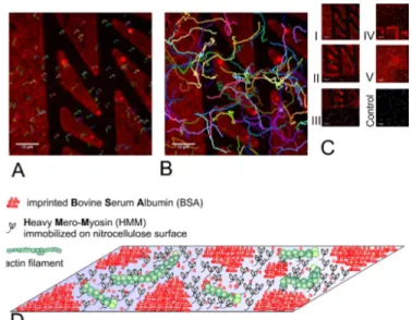 Fig 1. Actin filaments sliding on myosin motors. (A, C) Snapshots of the actin filaments movement on micro-imprinted surfaces in various geometries taken from 6 different experiments (I-V, and Control)