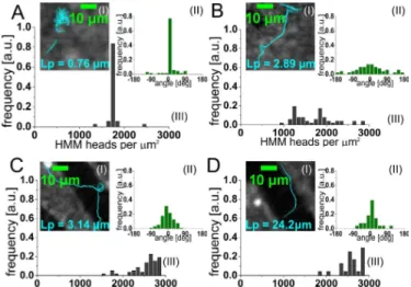 Fig 5. Persistence lengths of actin filaments determined from experimental data. Experimental measurements of averaged end-to-end distance &lt;R&gt; and filament’s contours L allowed for determining persistence lengths (Lp) values of chosen filaments