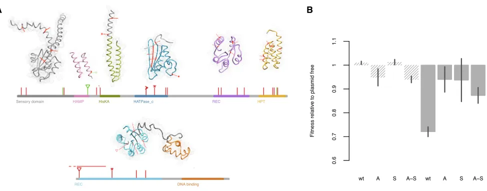 Figure 3. Functional Consequences of the gacADnonsense mutations, triangles showing parallel mutations appearing in more than one evolved clone, and arrows showing deletions