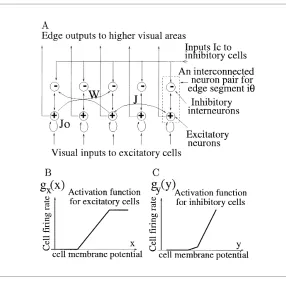 Figure 2: (A) Model neural elements, edge elements, visual inputs, and neuralconnections