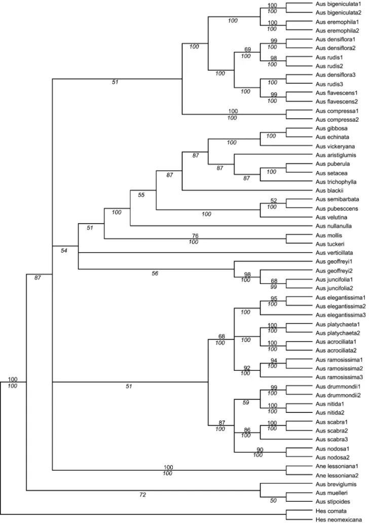 Fig. 4. Majority-rule tree derived from parsimony analysis of Austrostipa (9302 trees, 502 steps, CI ! 0.568, RI ! 0.756, RC ! 0.487)
