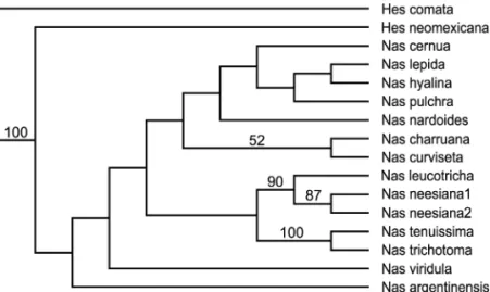 Fig. 5. Neighbor-joining tree derived from analysis of Nassella. While there is some jackknife support (values !50% shown) for some of the branches, such support is meaningless considering the low level of sampling